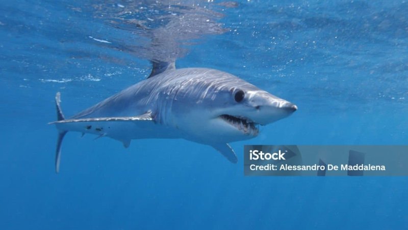 shortfin mako shark, Isurus oxyrinchus, observed off Cape Point, South Africa