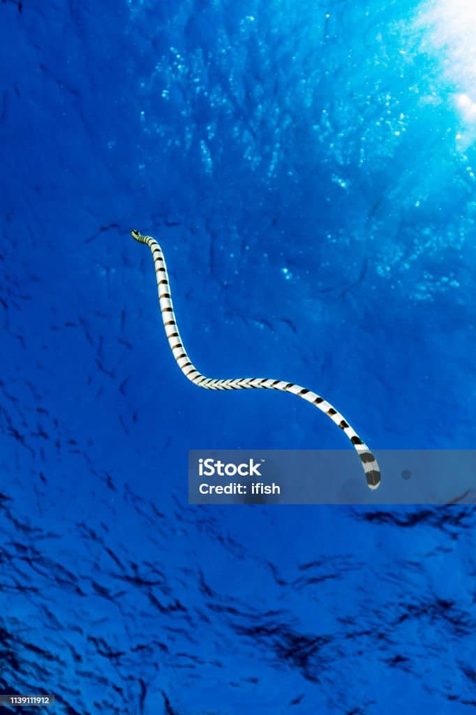 sea snake